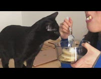 Pet cat eats the pancake also eaten by its owner