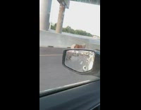 Small brown horse runs down freeway cars 