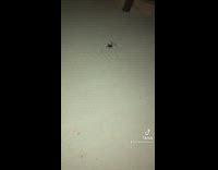 Guy smashes spider with shoe and tiny baby spiders run out