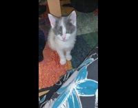 Kitten Meows Back at Lady as she Does