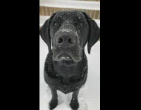 black dog falling snow on nose in slomo