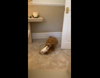 Dog chewing on a slipper 