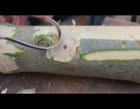 Guy scrapes wood 