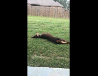 Brown dog rolling around in grass