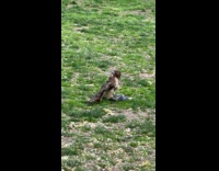 Collab winy - Falcon bird hold pigeon down on grass