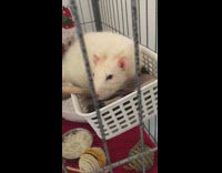 White rat yawns wakes up from sleep