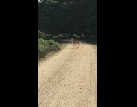 Wild deer crosses dirt road while called by filmer