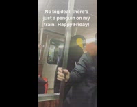 Penguin costume guy rides train 