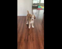 Collab AnimalIG - Woman pranks her brown white dog with treats 