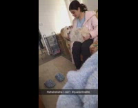 Girl makes white dog do sit ups