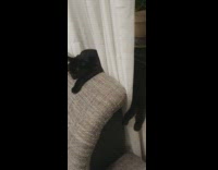 Cat sleeps with half of body on couch and window