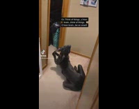 Black dog turned around looking up head back