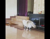 Grey cat red collar jumps television stand