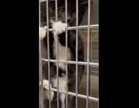 Black and white cat hanging on cage 