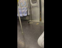 Pigeon waits for train door to open 