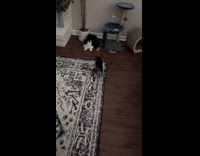 Kitten trying to fight big cat