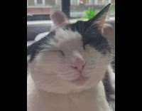 Girl pets cat laying with eyes closed