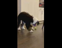 Dog purple toy in mouth green ball 