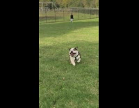 Collab PubityPets - White brown bulldog runs in slow motion on grass