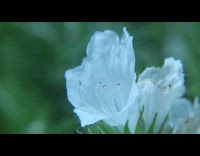 Bee collects pollen from flower to flowers
