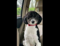 Dog in car tries to fight off sleep 