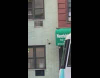 Pigeon flies against wall 