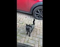 Collab Clips MPUGC - Cat jumps inside womans car window 