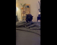 Chubby chihuahua fix blanket before sitting down