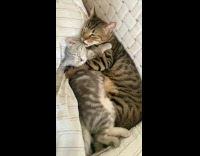 Collab PLC - Tabby cat hug and lick grey kitten