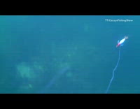 Underwater camera squid releases ink bait lure