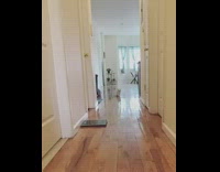 Small white cat runs down hallway 