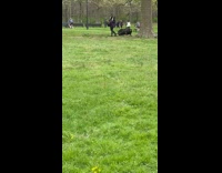 Man in Park Takes Pet Pig on a Walk