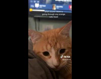 ClipsIG - Jittery Orange Cat Looks Around Bedroom for Sound