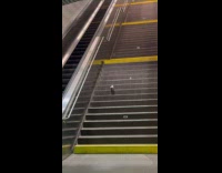 Collab winy - Lost pigeon walk down the subway stairs