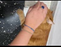 Cat pets by owner gets mad after