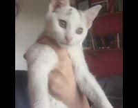 White kitten tries to grab red string