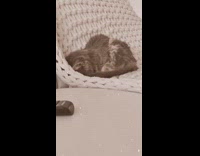 Cat sleeps face down white knit chair 