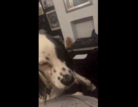 Dog tries to bite water sprayed from bottle