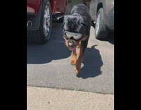 Large black brown dog sunglasses parking lot 
