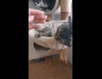 Cats resting on condo tower