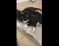 Black cat cuddles and licks sibling 
