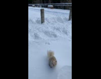 Albino squirrel tries to attack woman twice