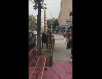 Collab winy - Brown llama alpaca green leash sidewalk cow 