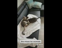 Cat misses her best friend