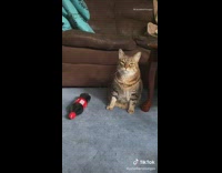 Grey cat coca cola bottle kitten throwback 