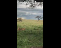 Two lions lay grass baby cubs family