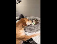 Dog annoying cat by licking cats face 