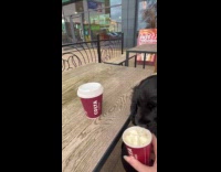 Black dog eats whipped cream in cup