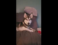 Woman asks google for temperature husky interrupts  