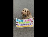 Dog has banner cheer up the runners in marathon 